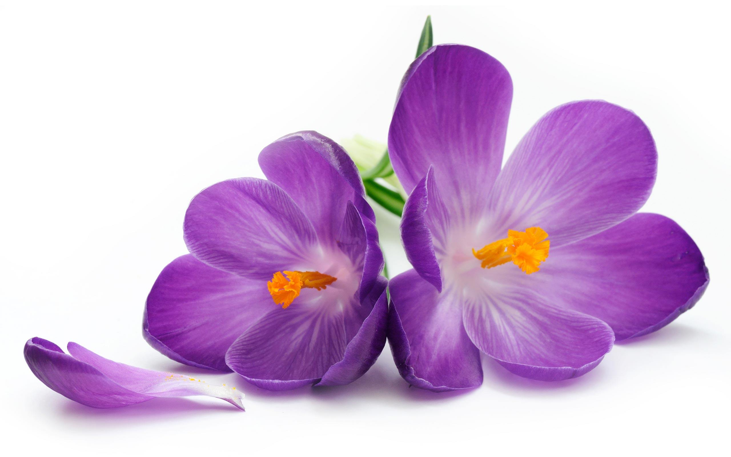 purple flowers