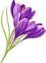 Purple Flowers
